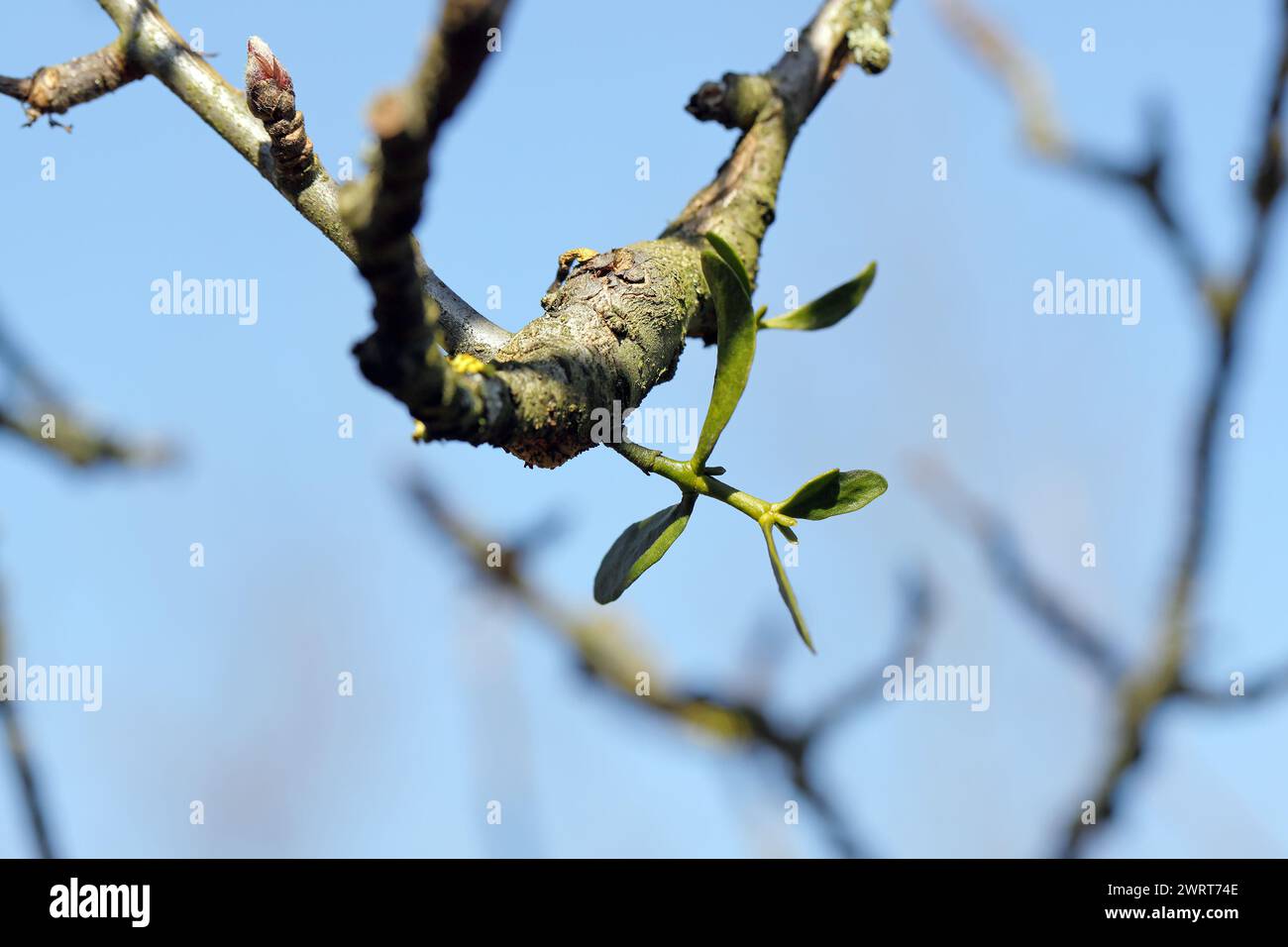 Mistletoe growing on an apple tree branch. A young plant, a semi-parasite of plants that weakens trees. Stock Photo