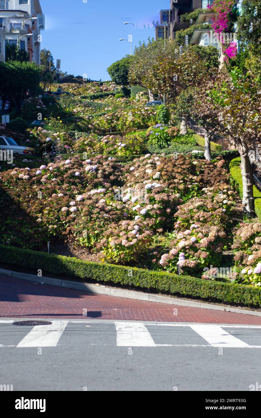 Upward shot of Lombard St in San Francisco Stock Photo