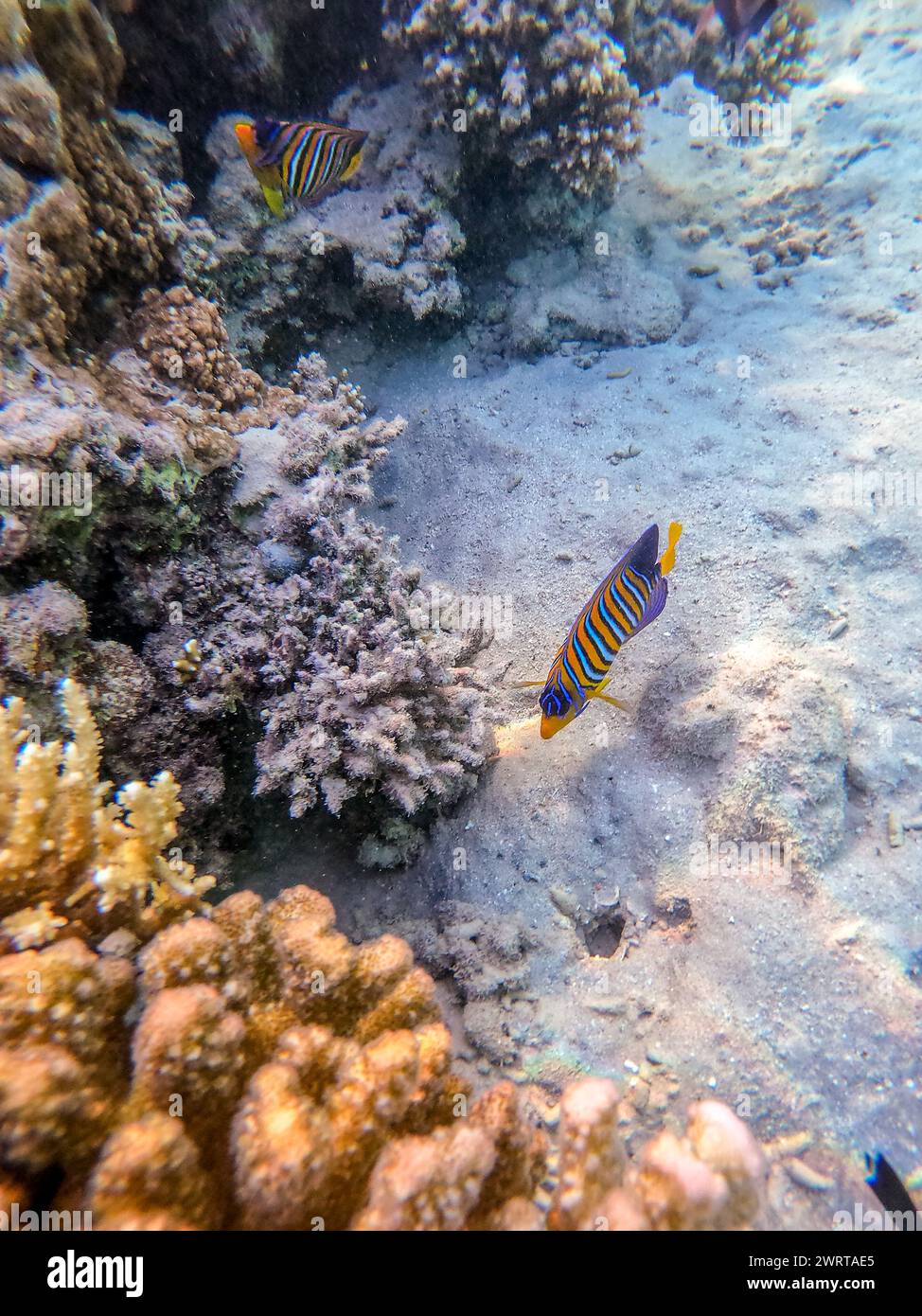 Tropical Angel fish or Royal angelfish known as Pygoplites diacanthus underwater at the coral reef. Underwater life of reef with corals and tropical f Stock Photo