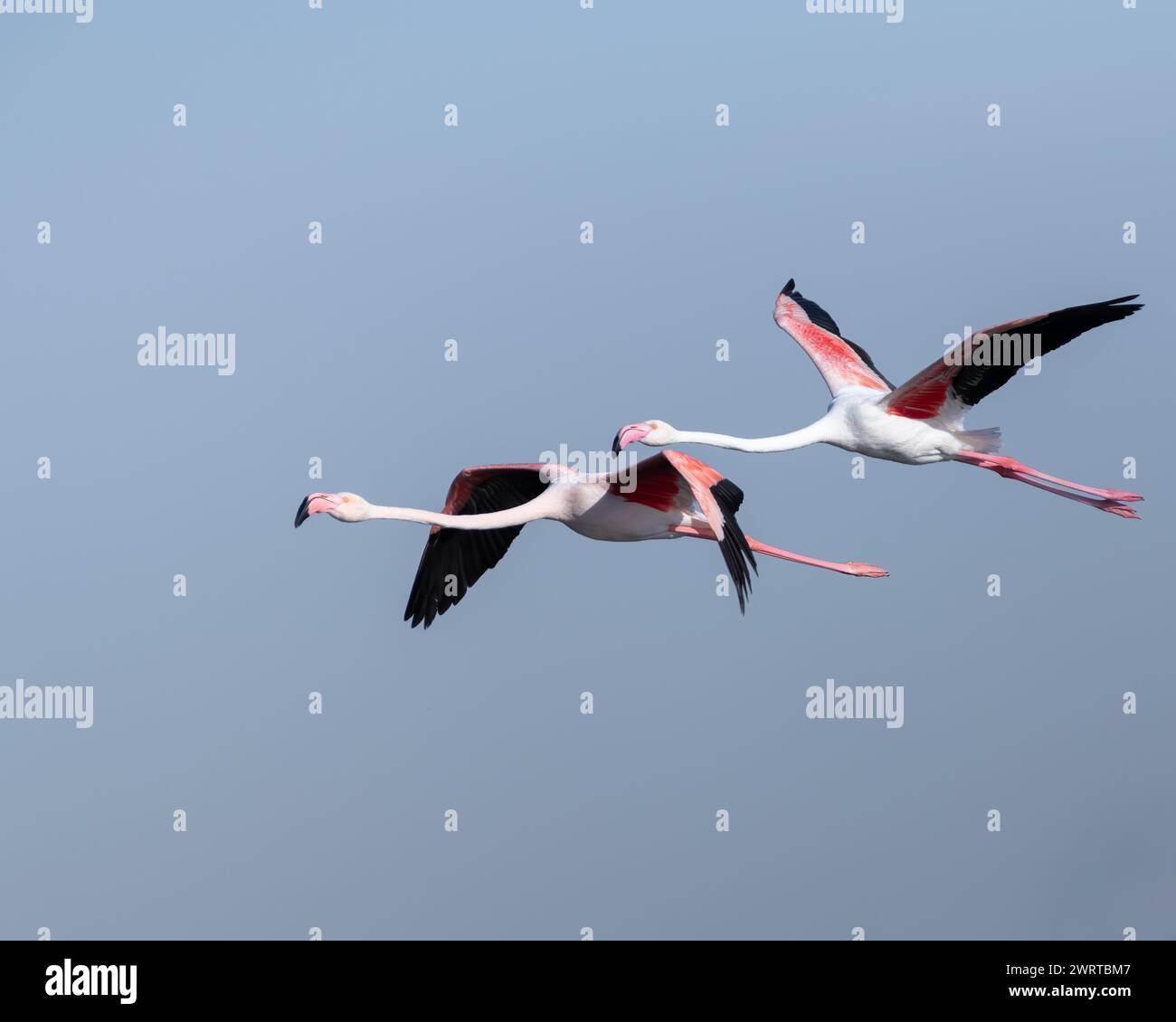 Pair of Greater flamingos (phoenicopterus roseus) in thier beautiful pink and white plumage in flight against the blue sky in Dubai, United Arab Emira Stock Photo