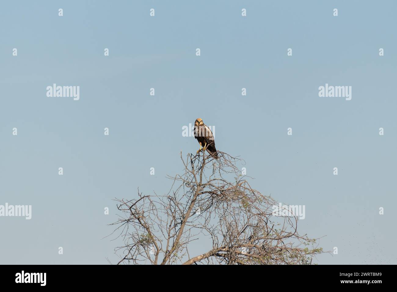 A lone Western marsh harrier (circus aeruginosus) perched atop a tree and looking directly at the camera at the Al Marmoom desert conservation reserve Stock Photo