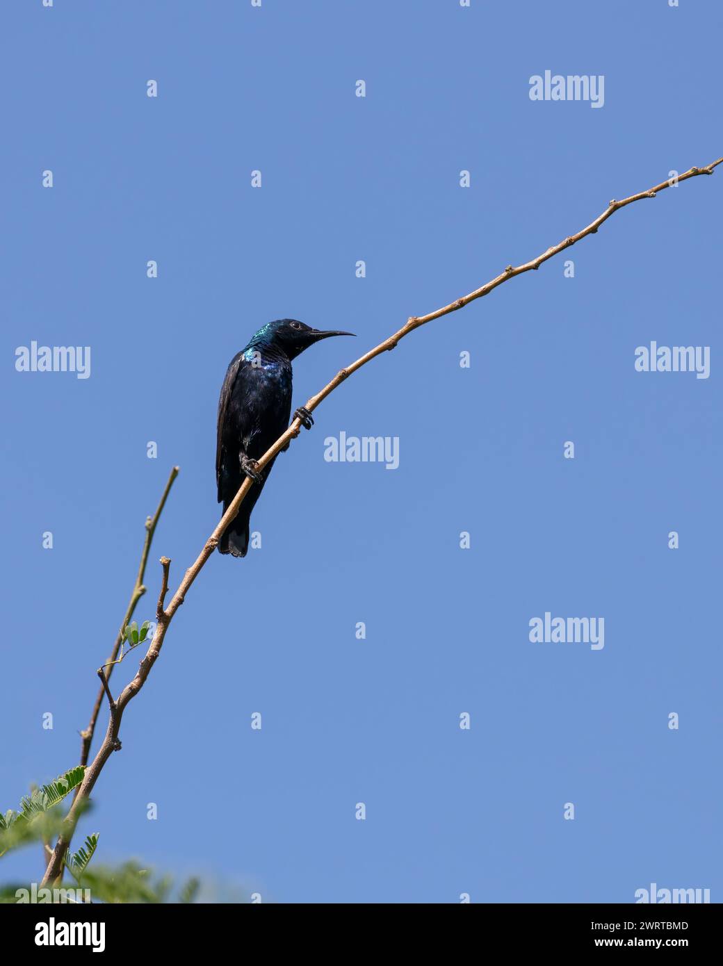 A male Purple sunbird (cinnyris asiaticus)perched on a thin branch of tree looking away and with a blue sky background. Stock Photo