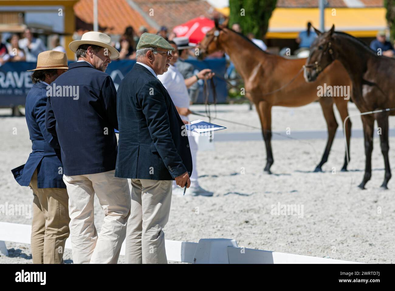 Portugal, Alentejo Region, Golega 'Mares and Foals' Horse Festival watched by the Panel of Judges Stock Photo