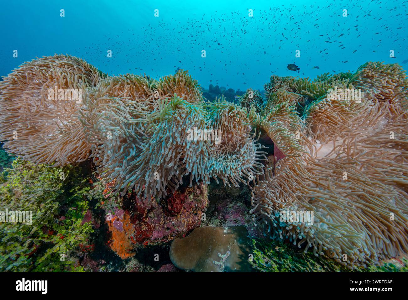 Vibrant Underwater World: Anemones in Fuvahmulah Stock Photo