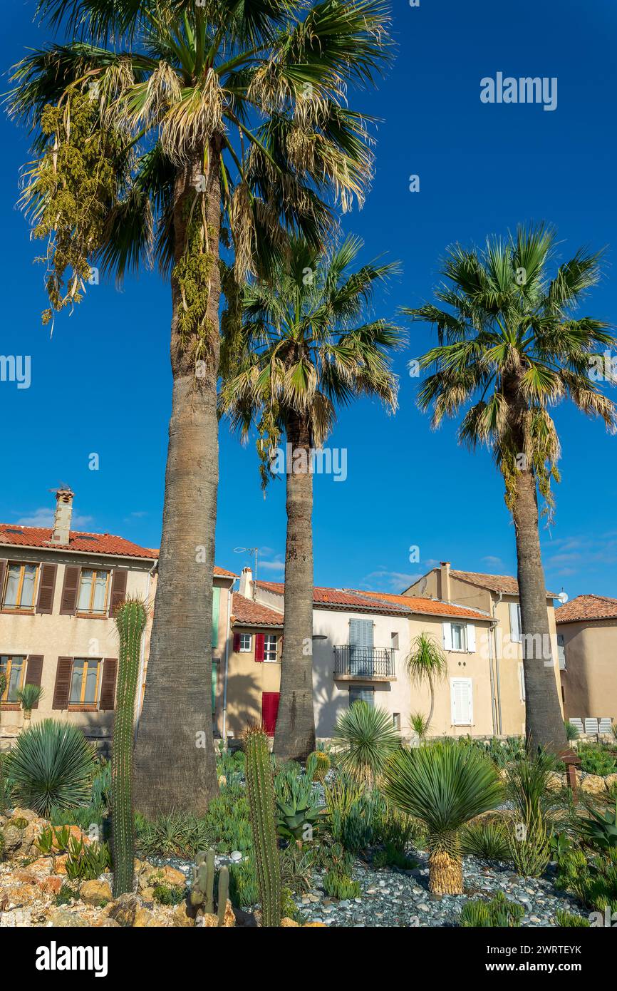 Palm trees and provencal houses in the town of Antibes on the French Riviera in the South of France Stock Photo