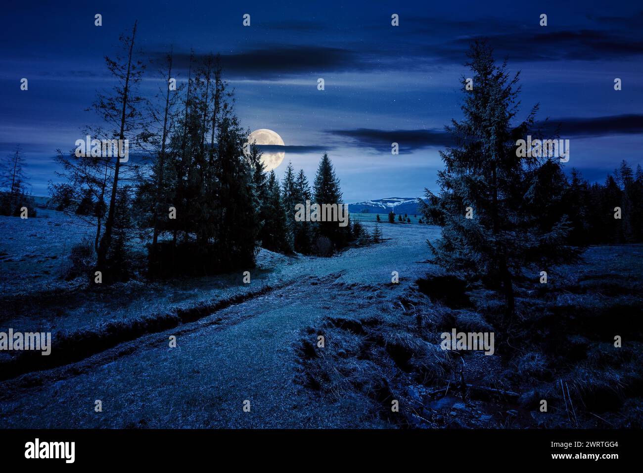 coniferous trees on a grassy meadow at night. magical carpathian landscape in full moon light Stock Photo