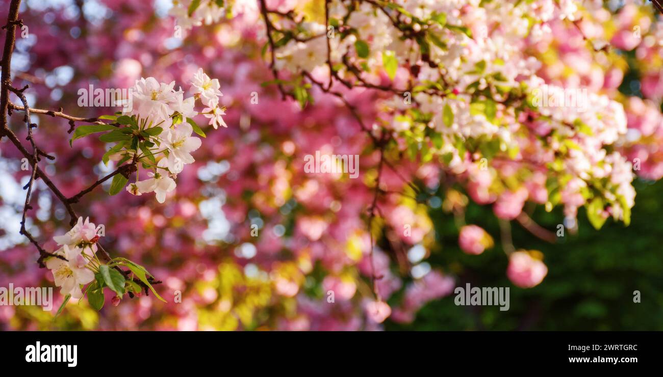 apple twig in full blossom in morning light. lush pink flowering background in springtime Stock Photo