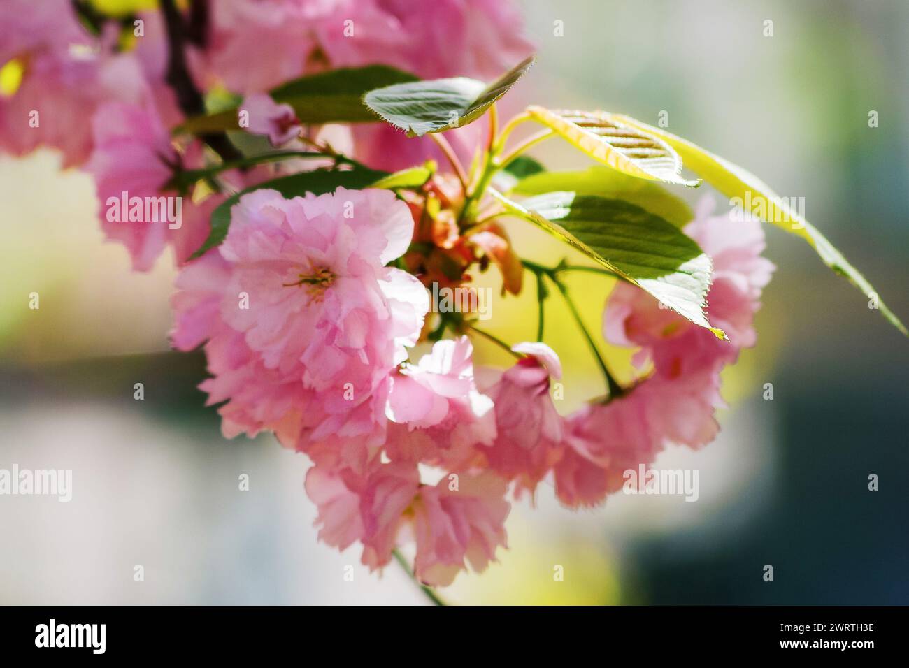 closeup of pink sakura blossom. fresh nature background on a sunny day Stock Photo