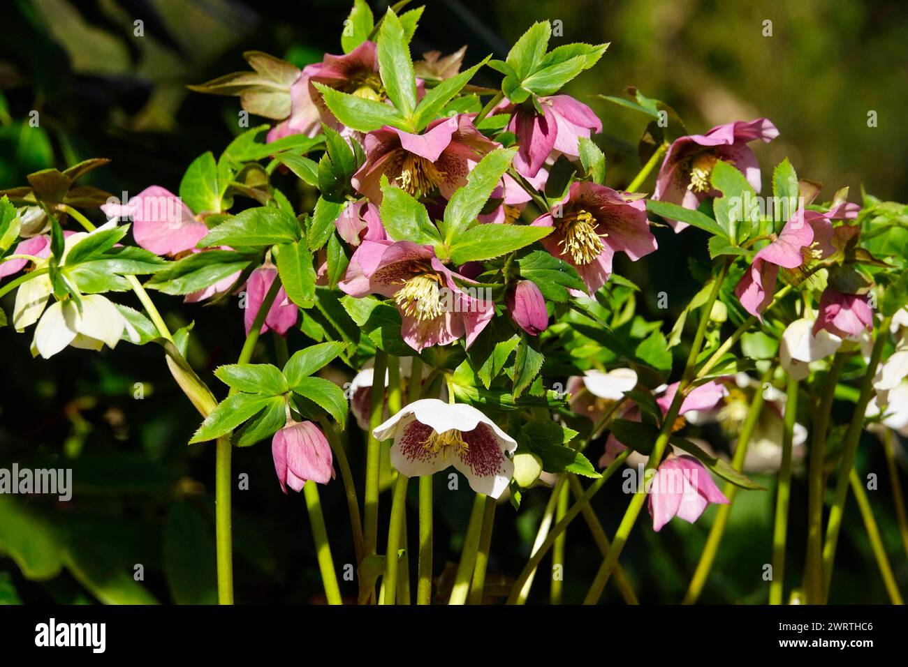 Lenzrosen (Helleborus orientalis), March, Germany Stock Photo Alamy
