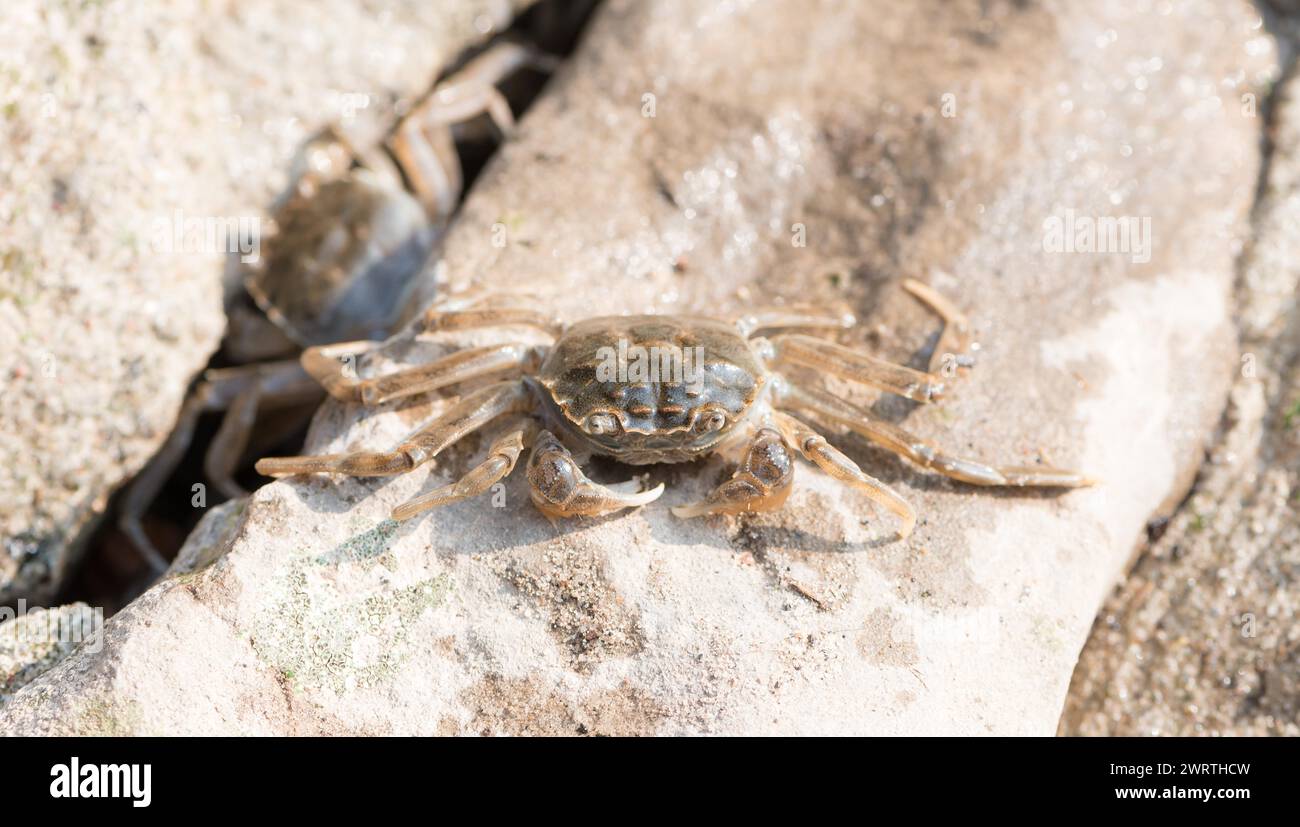 Chinese mitten crab (Eriocheir sinensis), invasive species, neozoon, crabs, juvenile, squatting in the sun on bank stabilisation on the Elbe, rocks Stock Photo