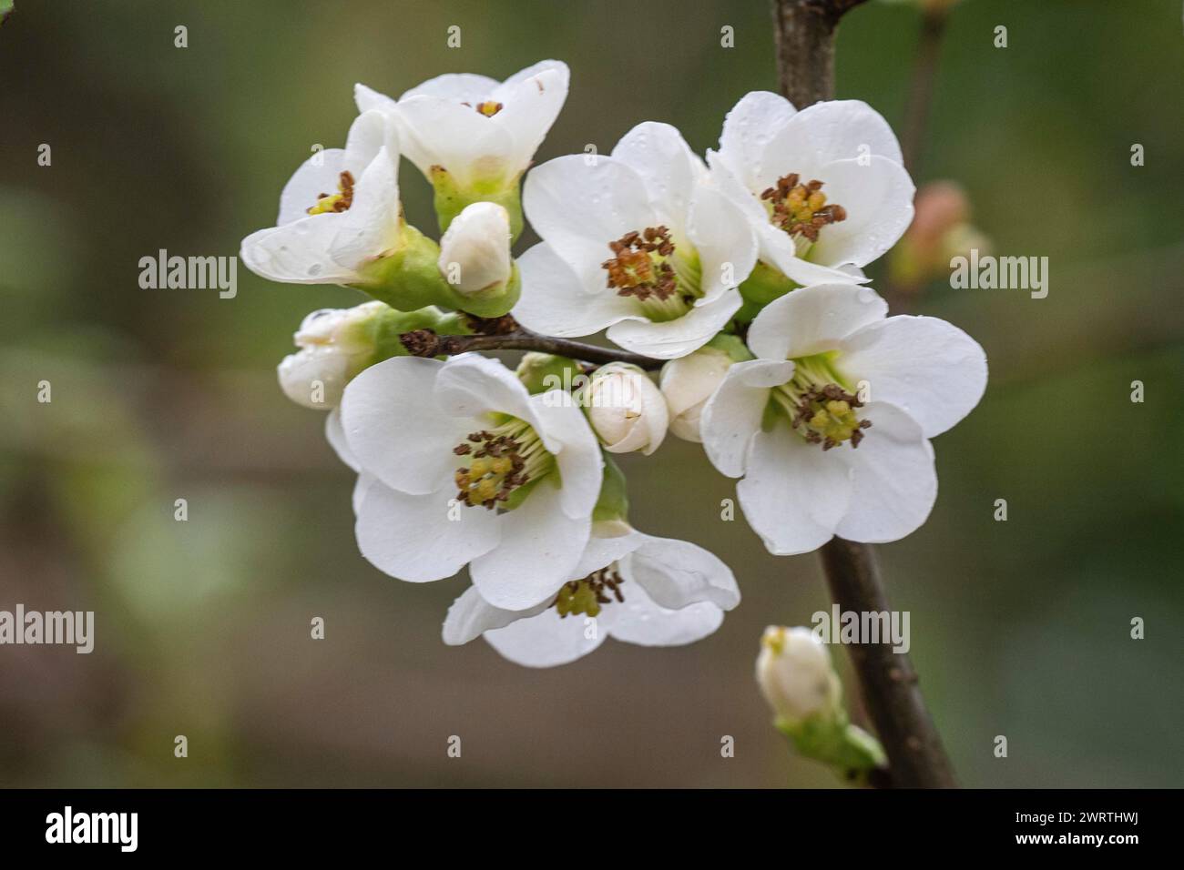 Japanese ornamental quince (Chaenomeles japonica), white form, Nordhorn Zoo, Lower Saxony, Germany Stock Photo
