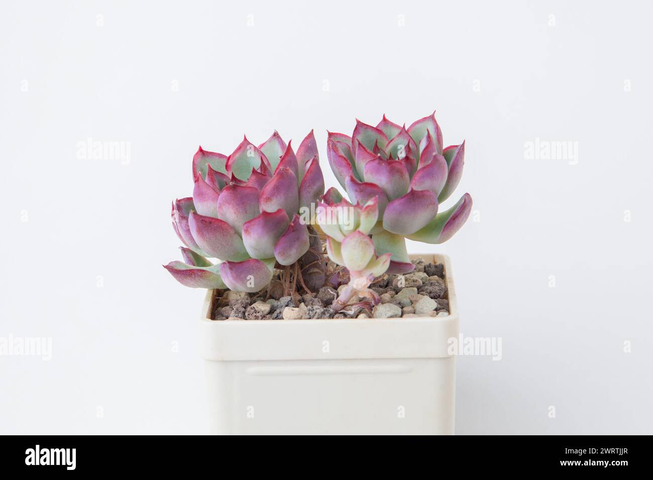 Beautiful Succulent Echeveria sp on white background Stock Photo