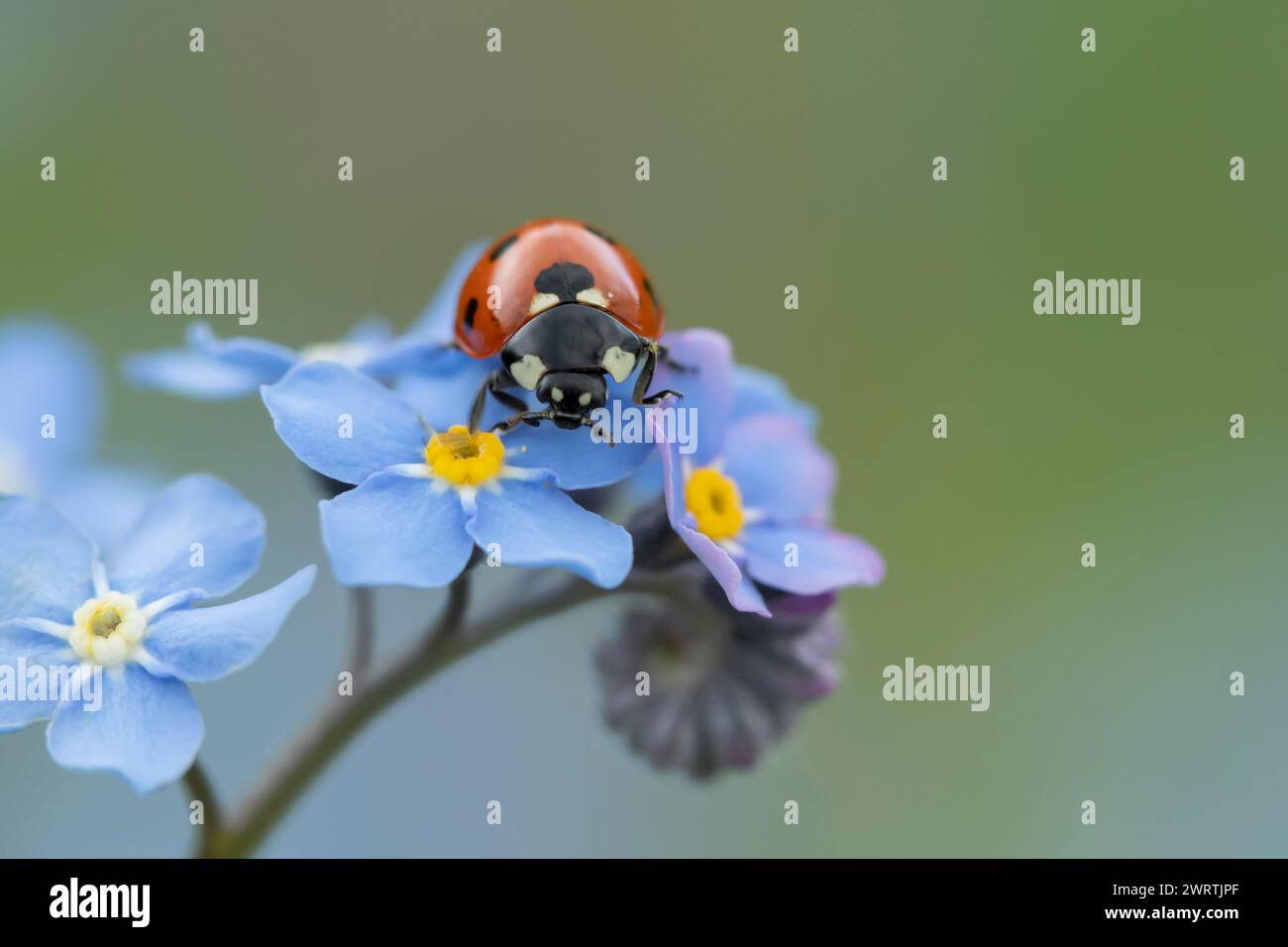 Seven-spot ladybird (Coccinella septempunctata) adult insect on a Forget-me-not flower, Suffolk, England United Kingdom Stock Photo