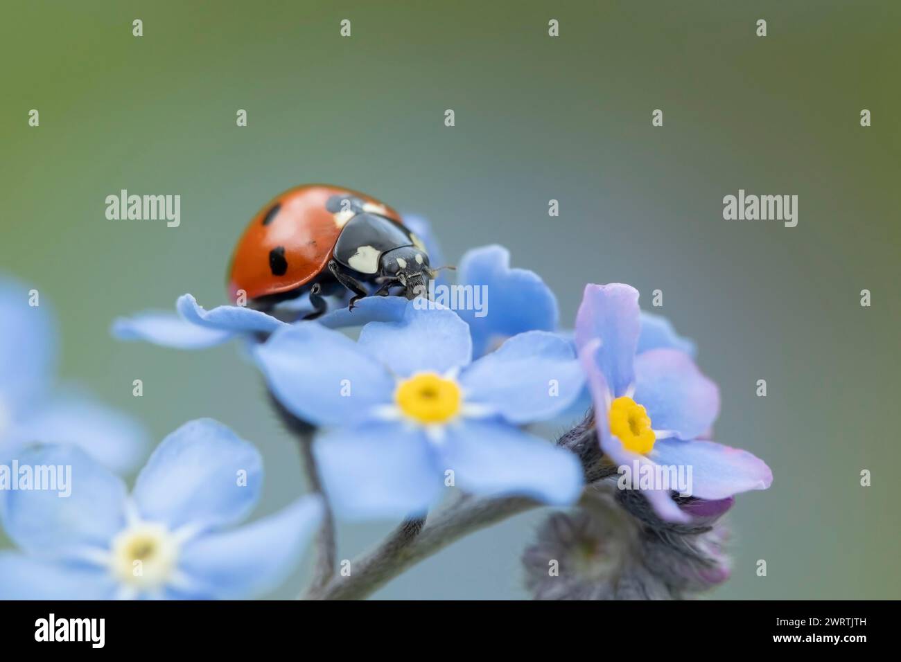 Seven-spot ladybird (Coccinella septempunctata) adult insect on a Forget-me-not flower, Suffolk, England United Kingdom Stock Photo