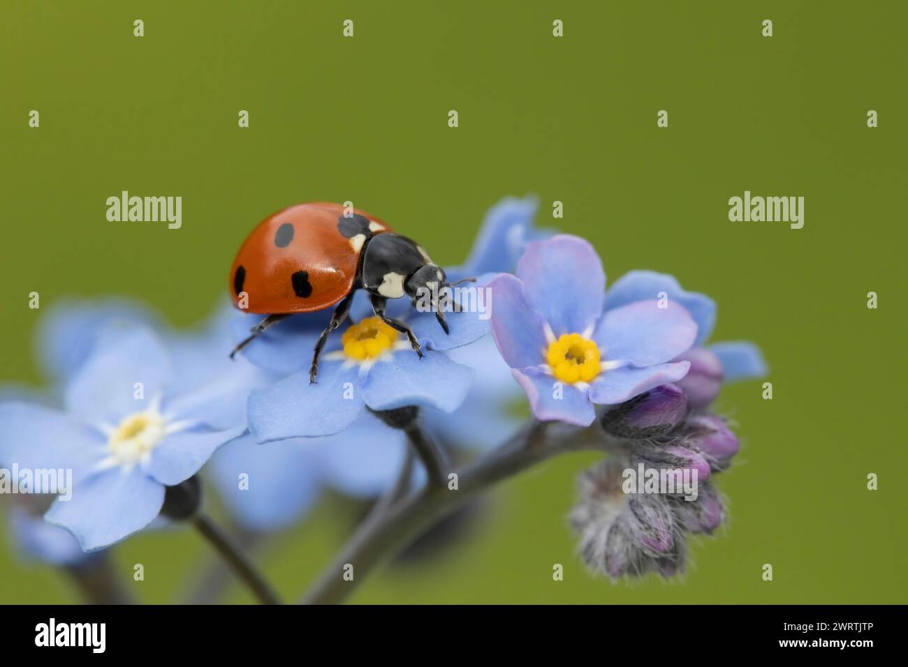 Seven-spot ladybird (Coccinella septempunctata) adult insect on a Forget-me-not flower, Suffolk, England United Kingdom Stock Photo