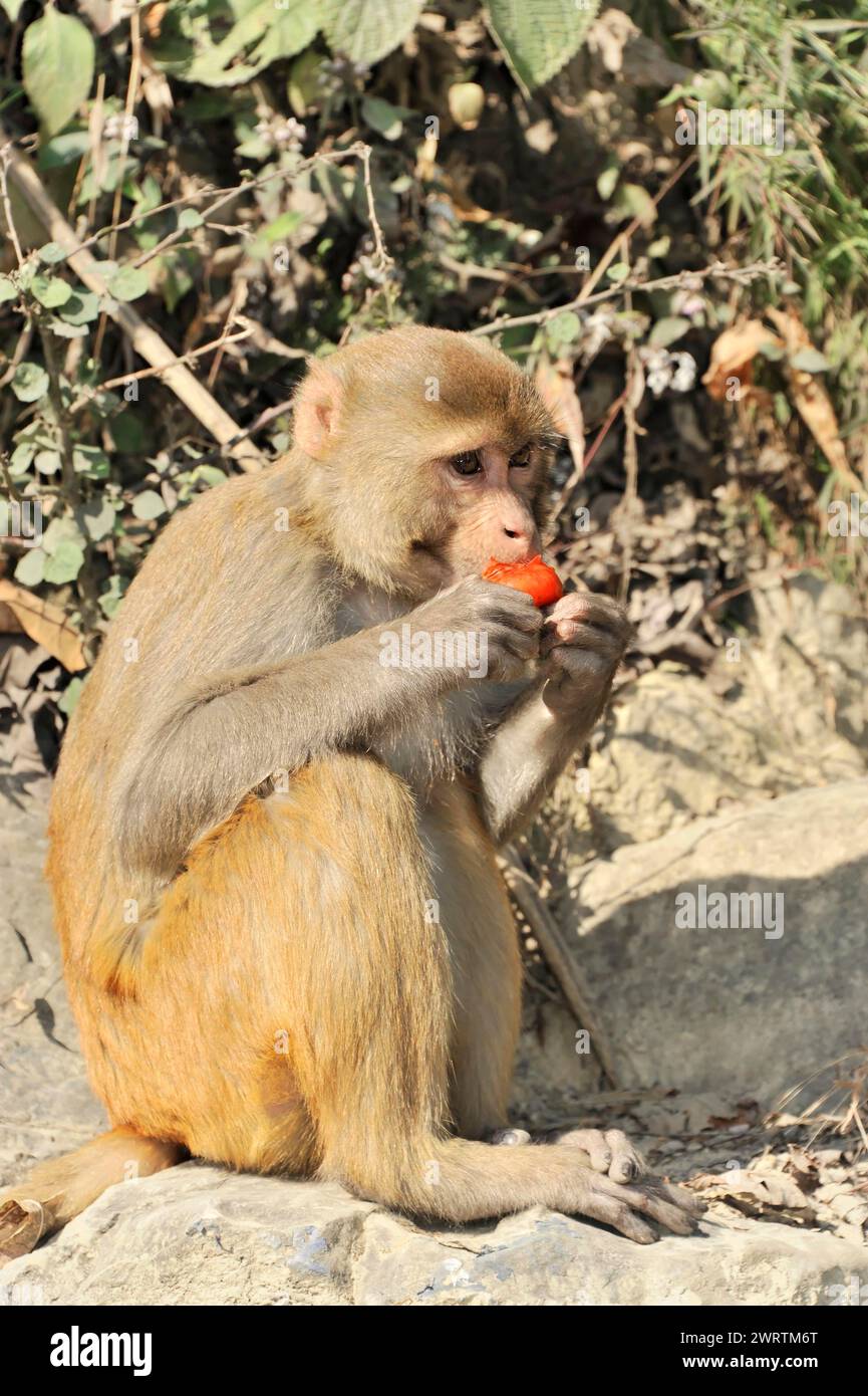A monkey sits outside and eats a piece of fruit, Bhairahawa, Nepal Stock Photo