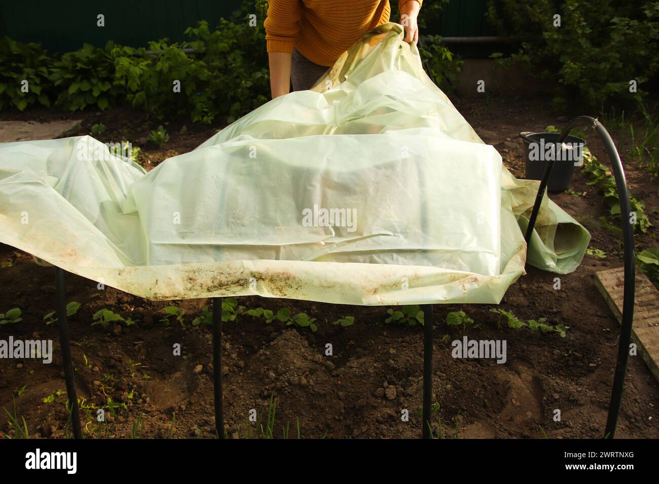 Low tunnel greenhouse. Female hands holding stretching new polythene film on greenhouse plastic black carcass. Female hands carefully stretching new p Stock Photo