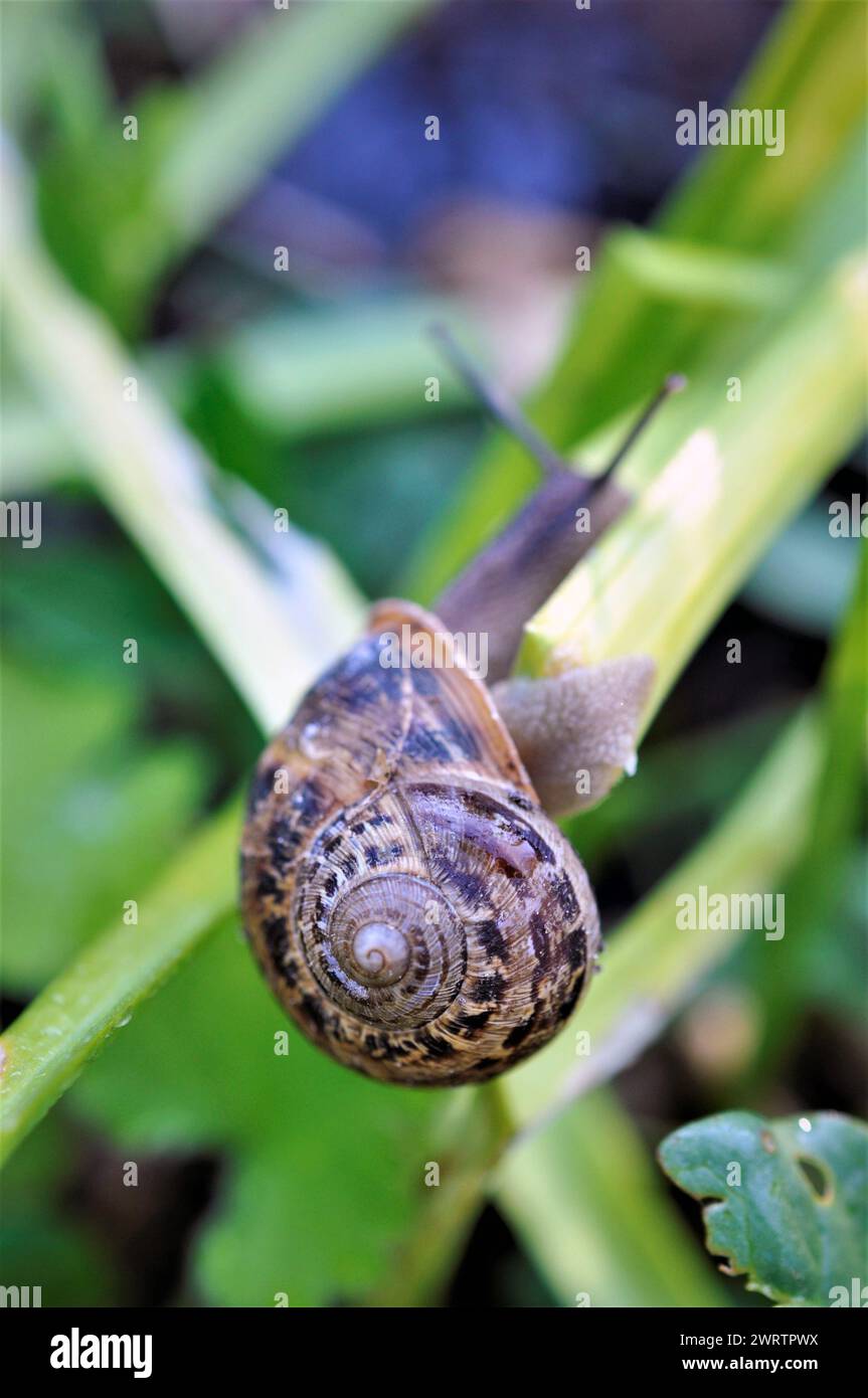 Snail crawling on a green leaf Stock Photo