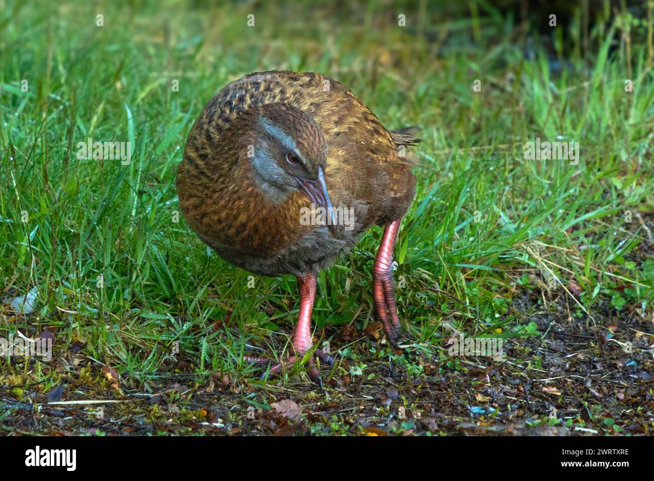 A weka (Gallirallus australis), also known as a Maori hen, or woodhen, is a flightless bird endemic to New Zealand. This one south of Milford Sound. Stock Photo