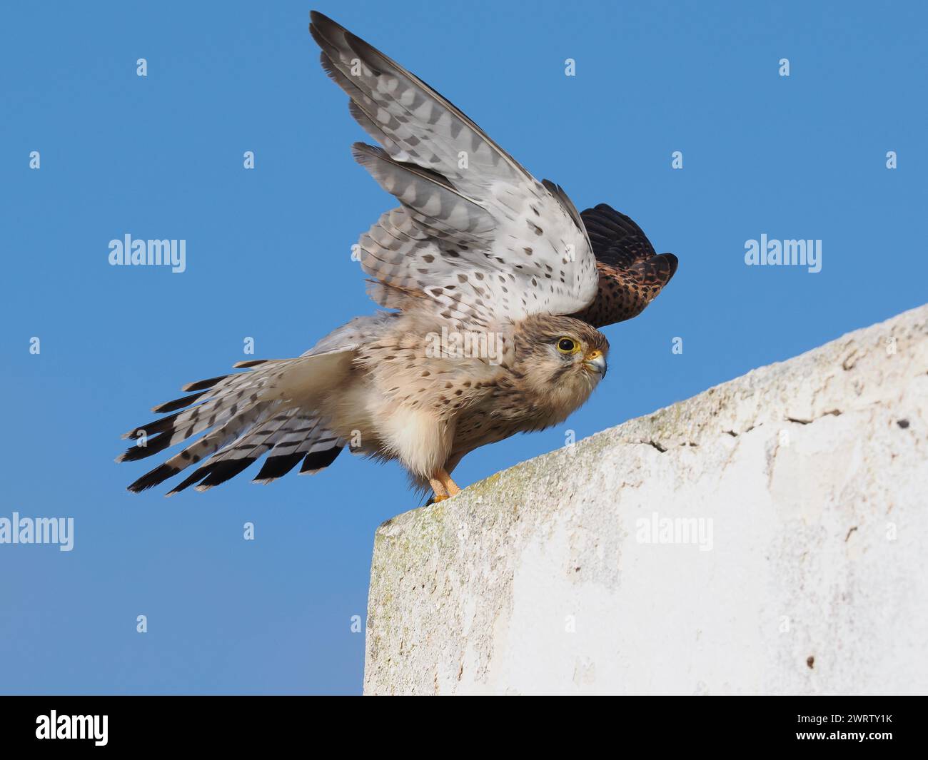 Kestrels are found throughout the western palearctic,  these images taken on Lanzarote. Stock Photo