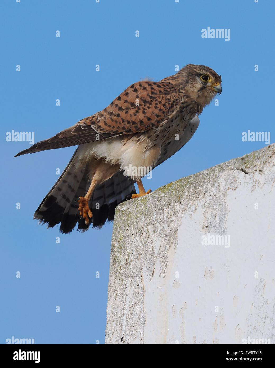Kestrels are found throughout the western palearctic,  these images taken on Lanzarote. Stock Photo
