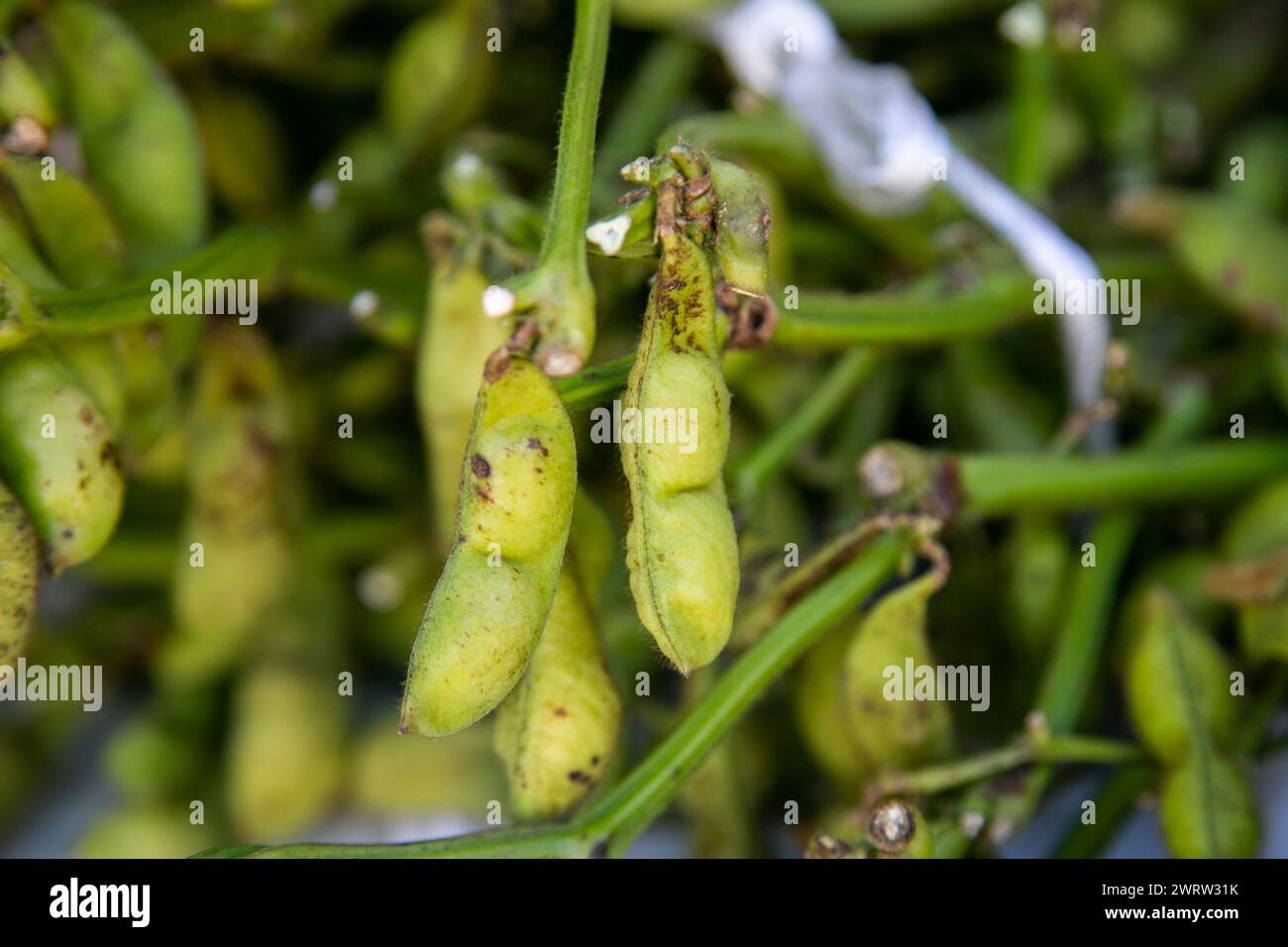 Japanese soya beans hi-res stock photography and images - Alamy