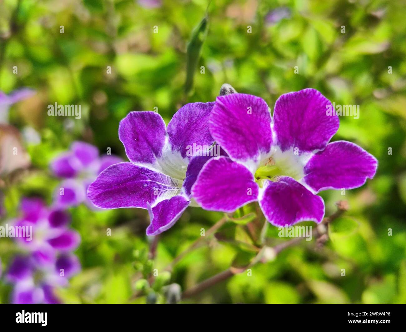 White flower with purple center hi-res stock photography and images - Alamy