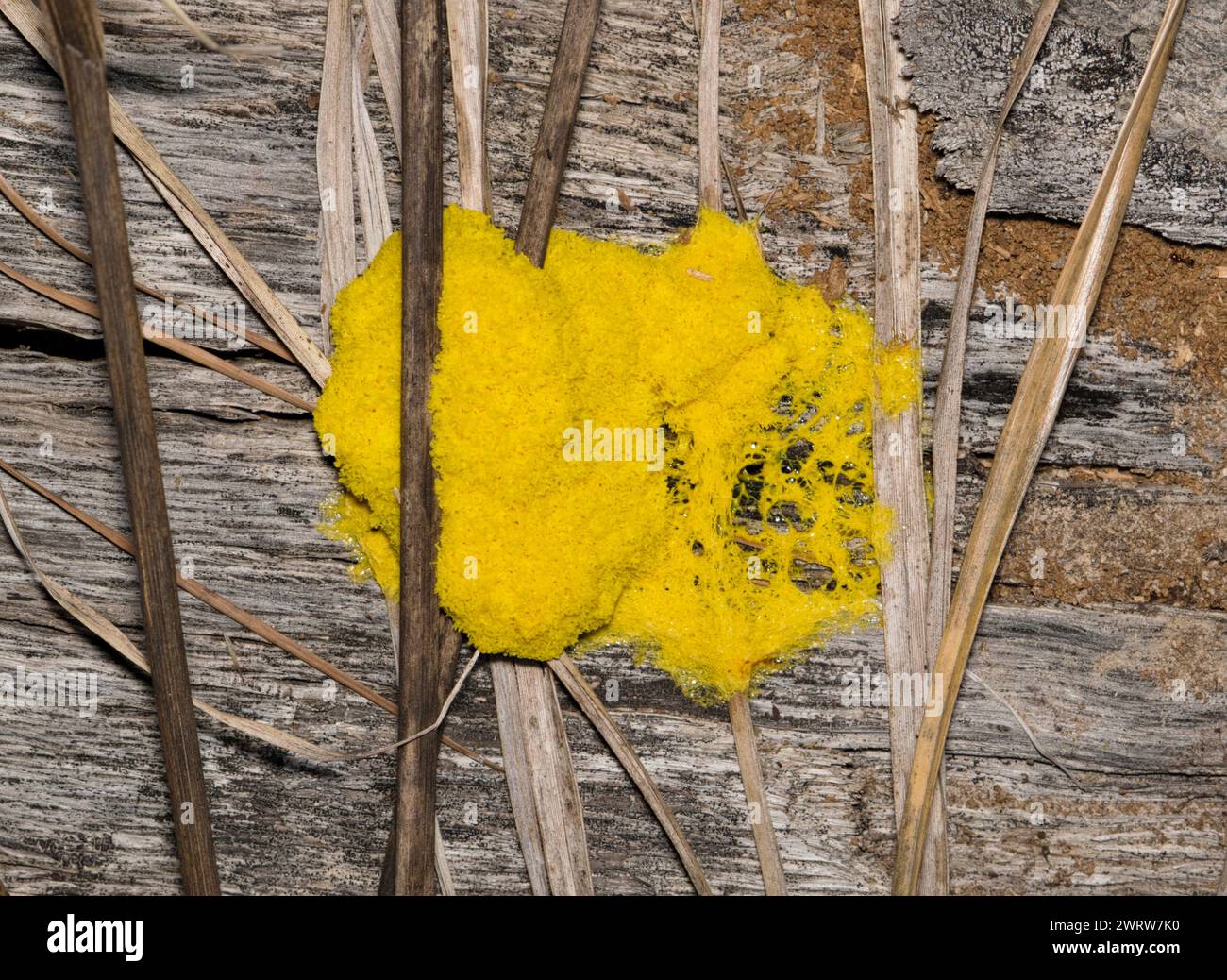 Slime mold (Fuligo septica) on rotting wood, isolated directly above. Class of Myxogastria yellow mold found worldwide, mostly tropical regions. Stock Photo