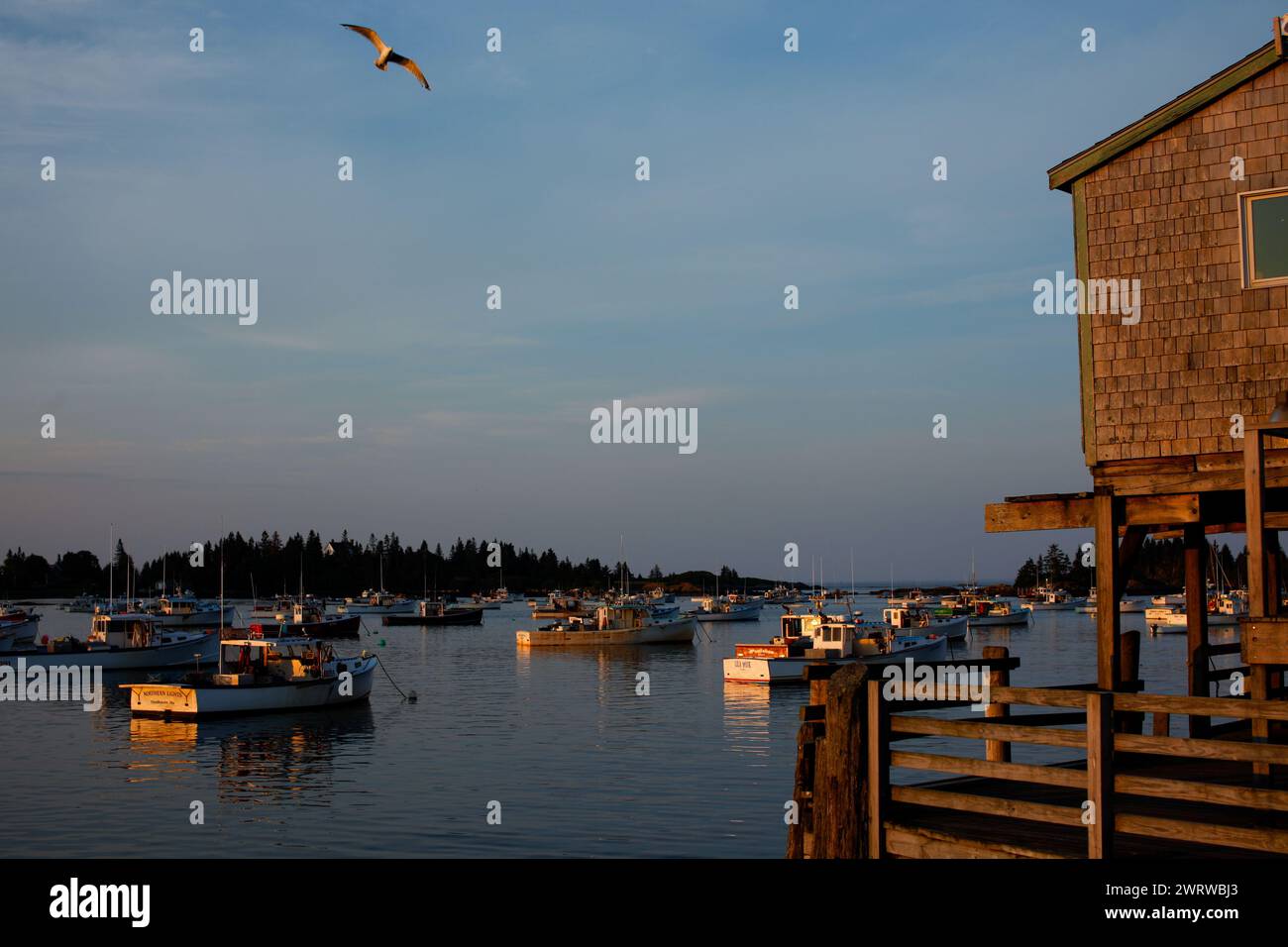 Live lobsters for sale on Vinalhaven, Maine, USA Stock Photo Alamy