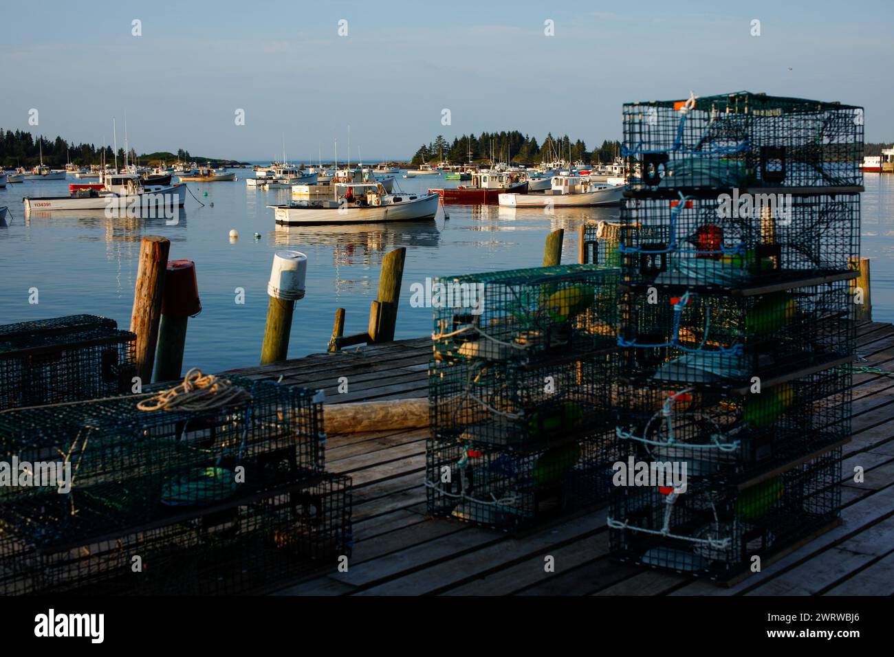 Live lobsters for sale on Vinalhaven, Maine, USA Stock Photo Alamy