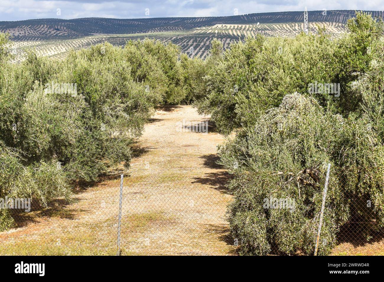Olive groves in Jaén, Spain. Oct. 2023 Stock Photo