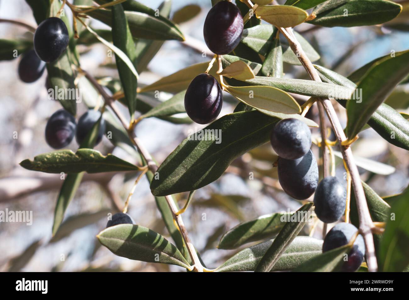 Black olives growing in Jaén, Spain. Oct. 2023 Stock Photo