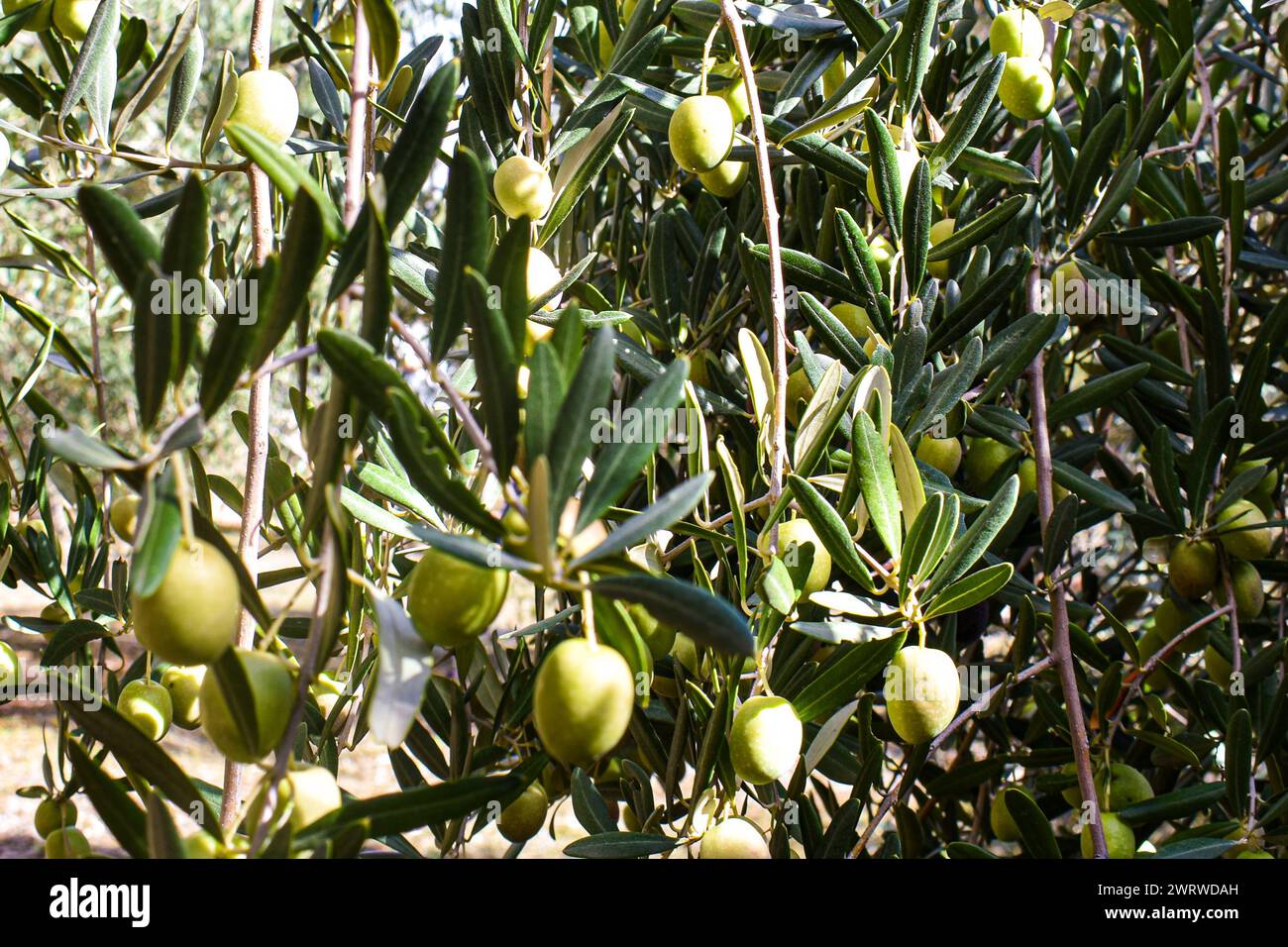Green olives growing in Jaén, Spain. Oct. 2023 Stock Photo