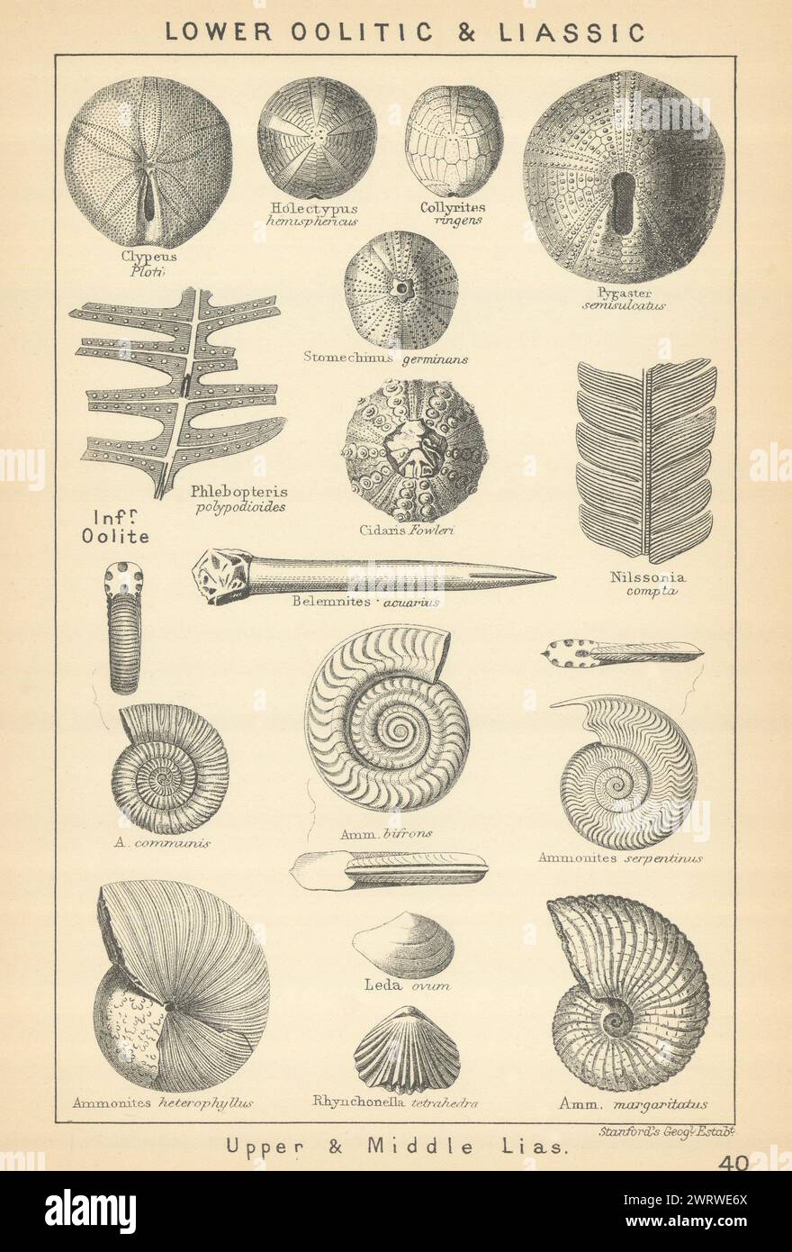 BRITISH FOSSILS. Lower Oolitic & Liassic - Upper and Middle Lias. STANFORD 1904 Stock Photo