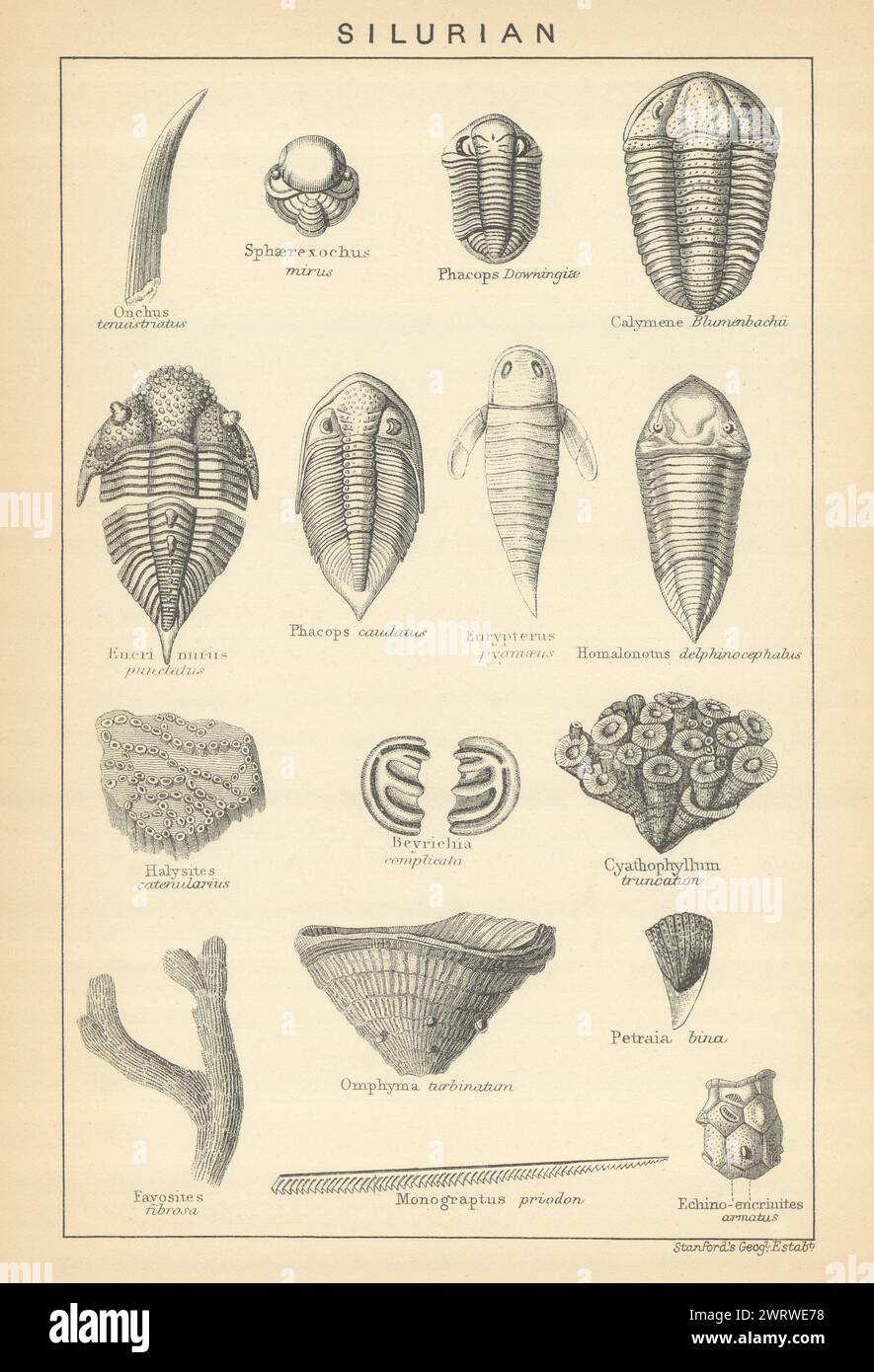 BRITISH FOSSILS. Silurian - Llandovery, Wenlock & Ludlow Series. STANFORD 1904 Stock Photo
