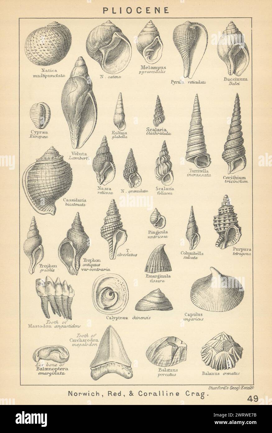 BRITISH FOSSILS. Pliocene - Norwich, Red, & Coralline Crag (2). STANFORD 1904 Stock Photo