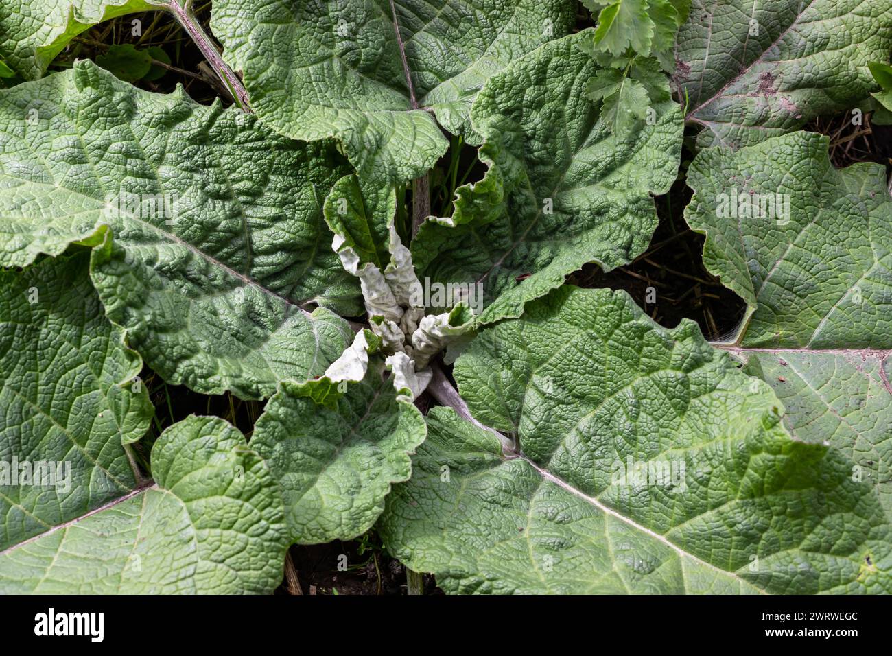 Arctium lappa - Young burdock leaves in an early summer. Stock Photo