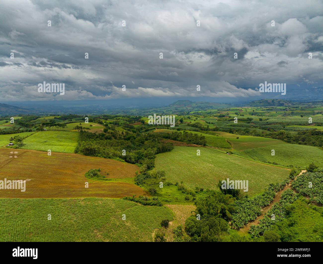 Mindanao Rice Aerial survey of paddy rice fields and green forest. Farmland under the ...