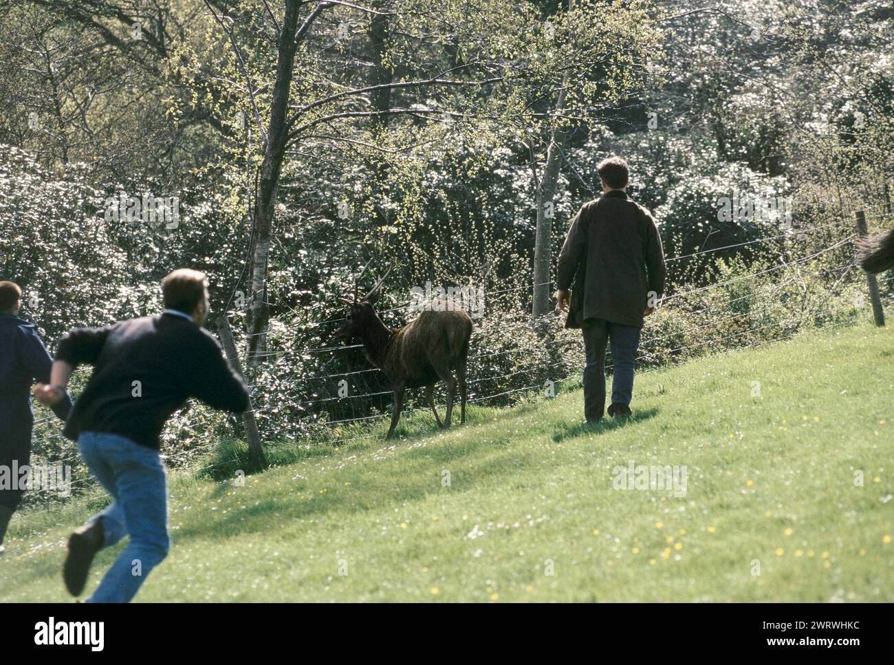 Quantock Staghounds 1990s Uk. Quantock Hills Somerset. The stag is brought to bay by hounds and then shot, culled by a shooter. 1997 Foot followers run to catch up with the deer. and 'hold' with out stretched arms  the stag deer at bay. HOMER SYKES Stock Photo