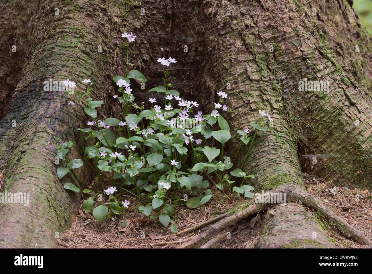 Pink Purslane (Claytonia Sibirica), an Edible Wildflower, Growing in ...