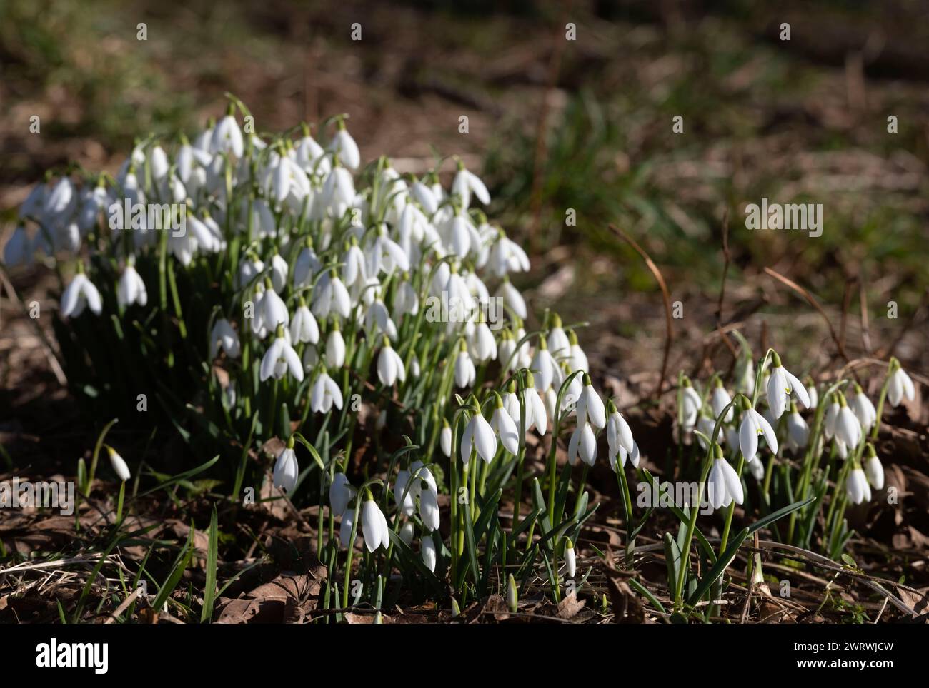 Snowdrops (Galanthus Nivalis) Growing in a Woodland Clearing in Winter Sunshine Stock Photo