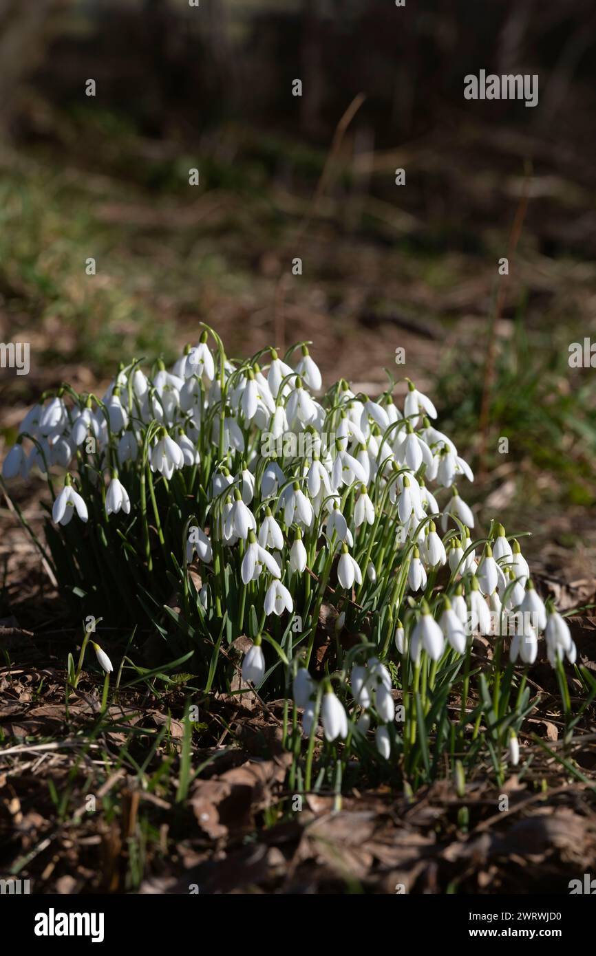 Snowdrops (Galanthus Nivalis) Growing in a Scottish Woodland in Winter Sunshine Stock Photo