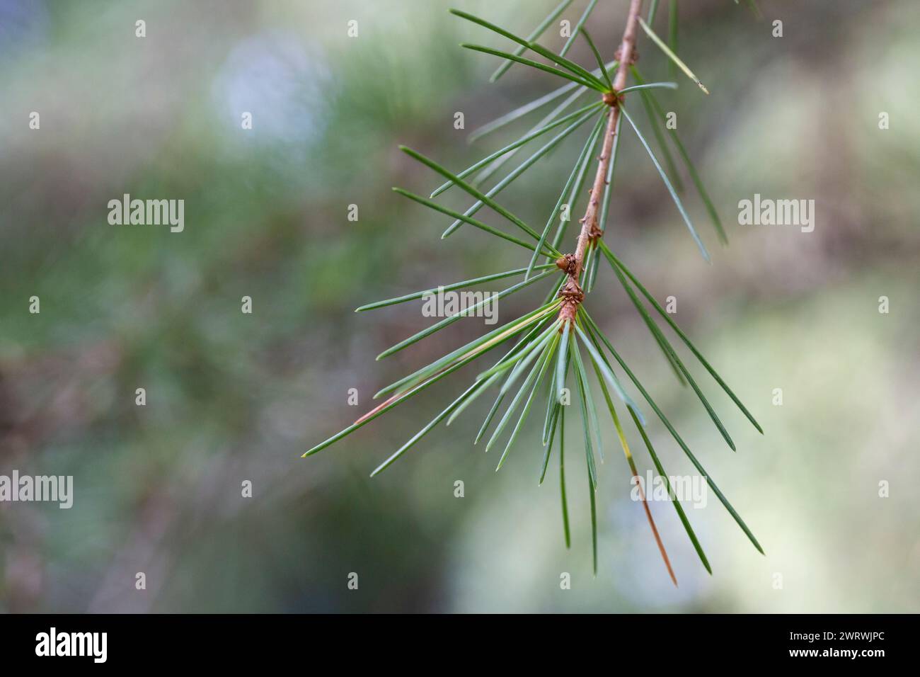 close up of the Cedrus deodara branch in park on a blurred background Stock Photo