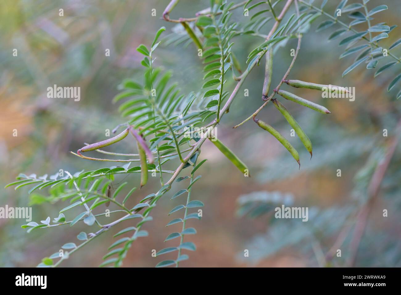 Acacia leaves with a pattern and long green pods with seeds on a blurred background of a garden lawn. Fresh foliage and branches in the park. Summer g Stock Photo