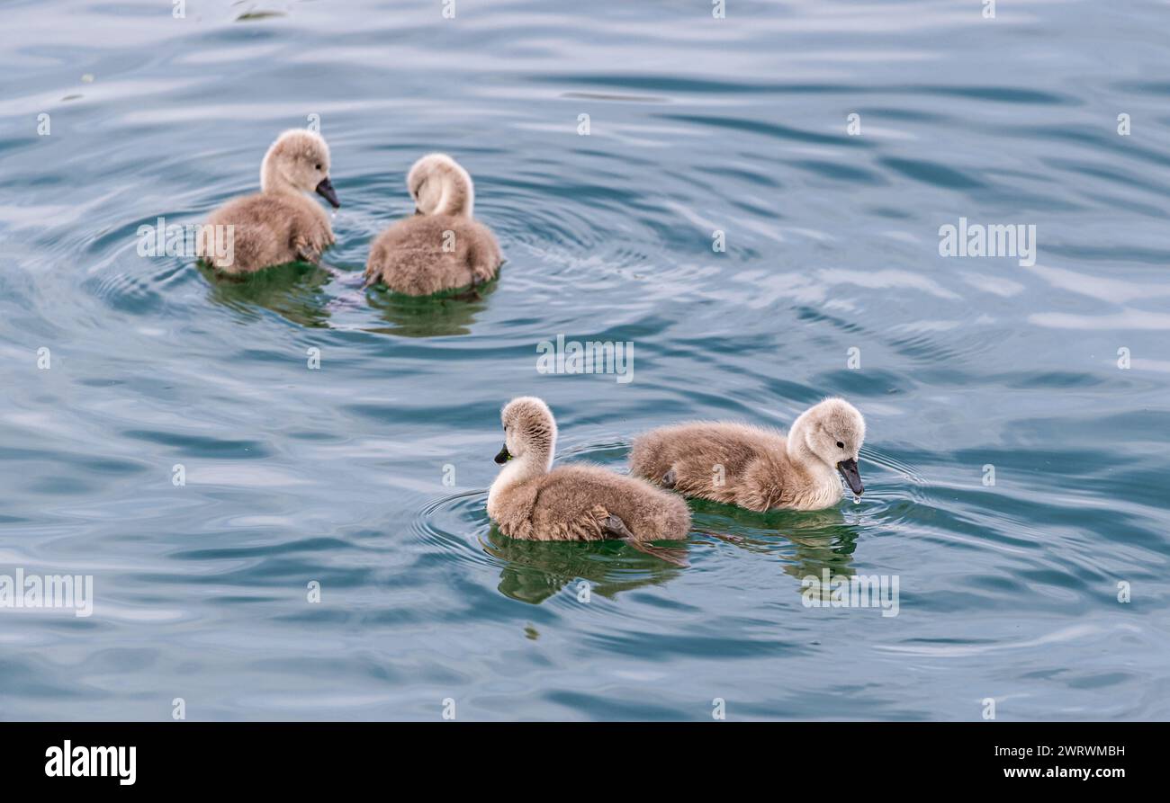 Junge Schwäne im Wasser des Bodensee im Hafen von Romanshorn im Kanton Thurgau. (Romanshorn, Schweiz, 21.05.2023) Stock Photo