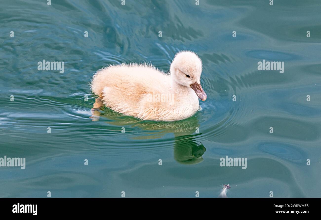 Junge Schwäne im Wasser des Bodensee im Hafen von Romanshorn im Kanton Thurgau. (Romanshorn, Schweiz, 21.05.2023) Stock Photo