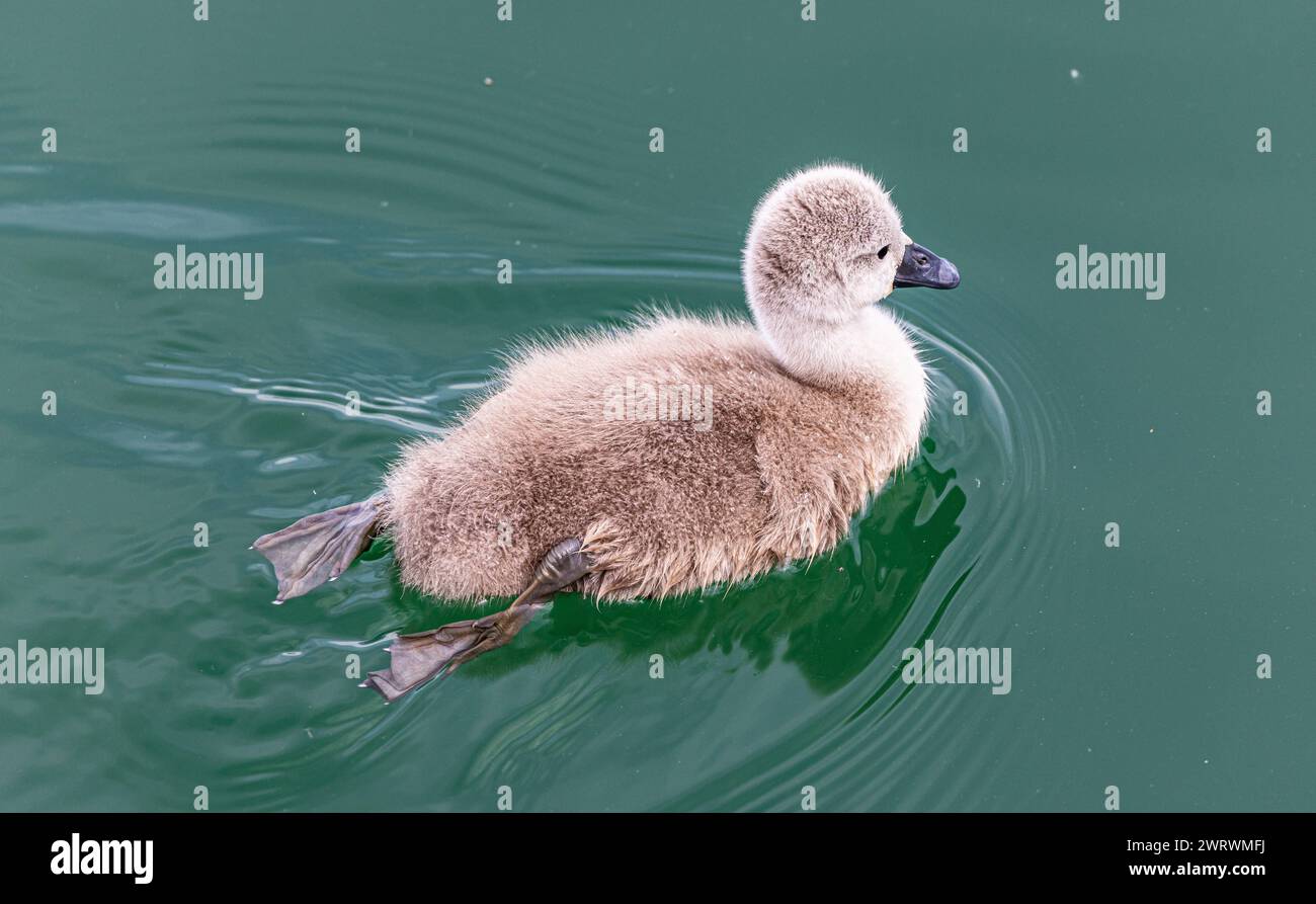 Junge Schwäne im Wasser des Bodensee im Hafen von Romanshorn im Kanton Thurgau. (Romanshorn, Schweiz, 21.05.2023) Stock Photo