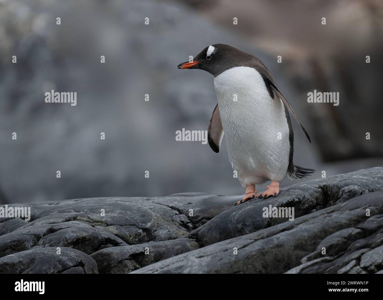 Penguin calendar hires stock photography and images Alamy
