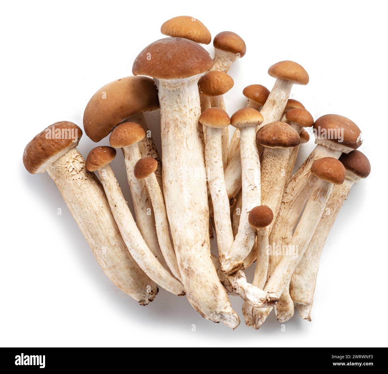 Group of honey mushrooms isolated on white background. Stock Photo