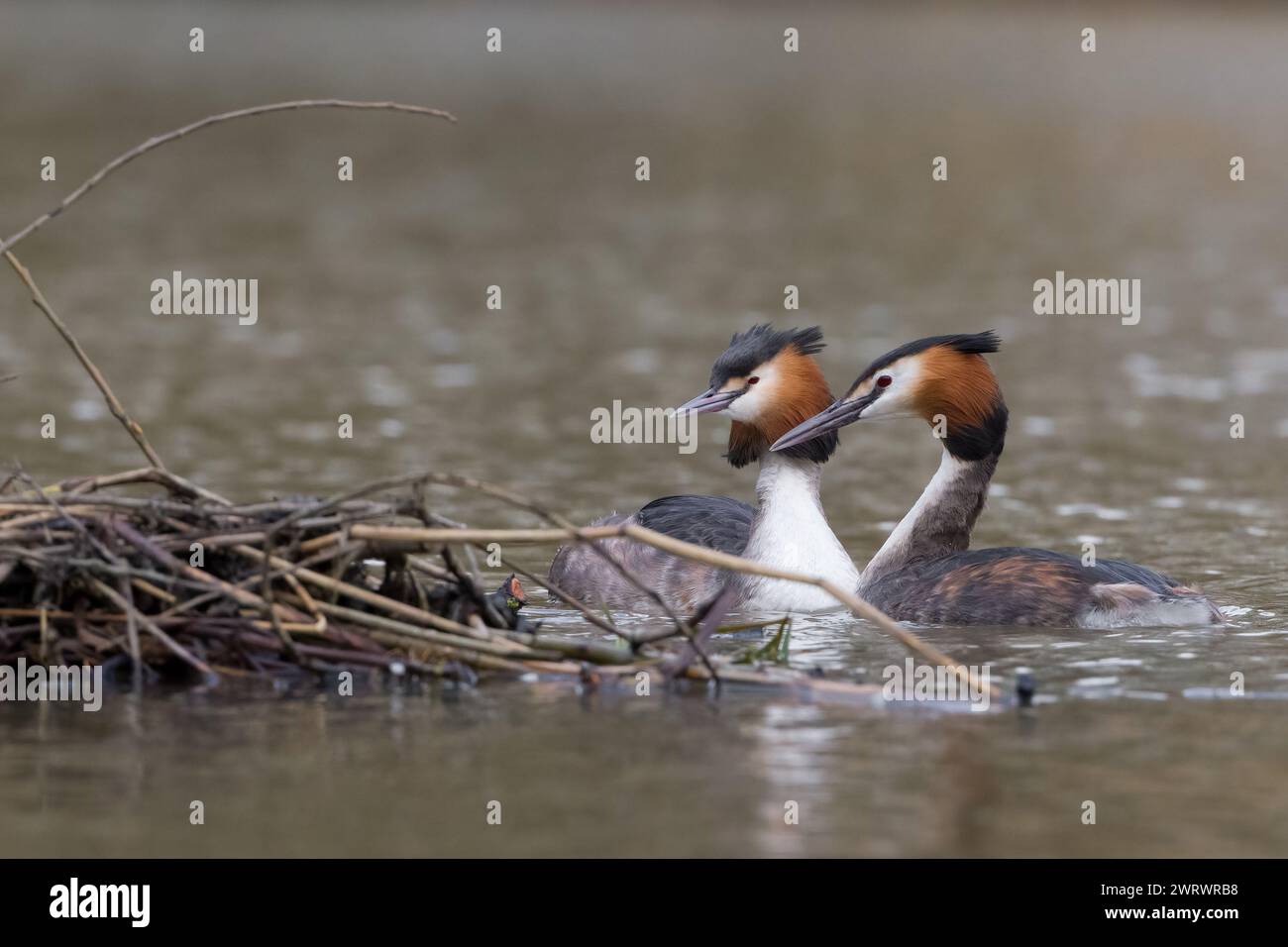Great Crested Grebes building there nest. Stock Photo